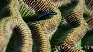 Brain coral - I love the canyons and movement in this cor... by Patricia Sinclair 